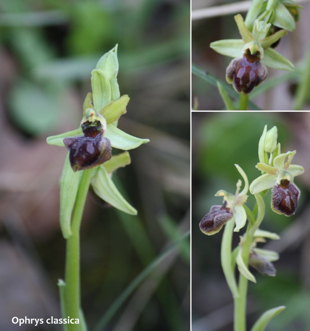 Ophrys minipassionis nell''Appennino Tosco-Emiliano